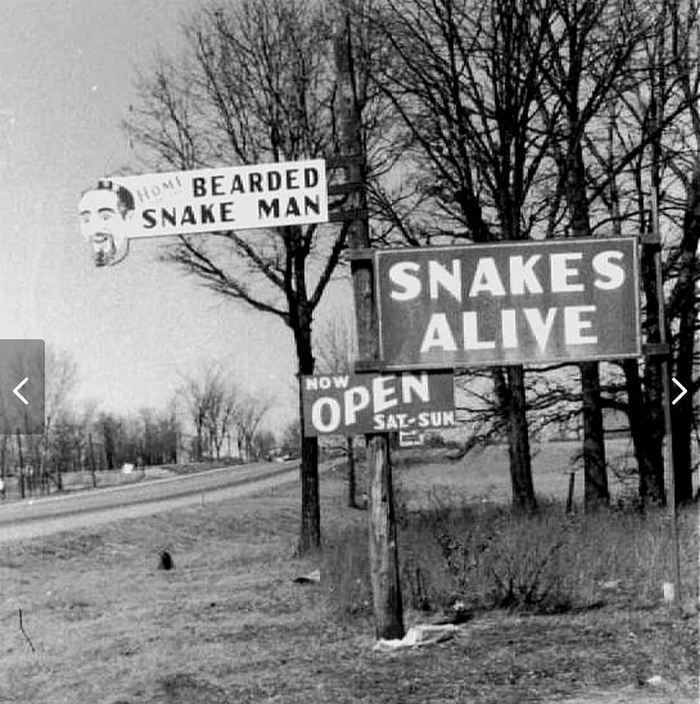 Snakes Alive - Sign On Dixie Hwy
